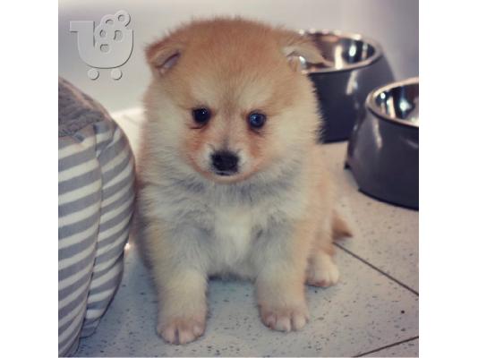 Εκπληκτικά κουτάβια F2 Pomsky